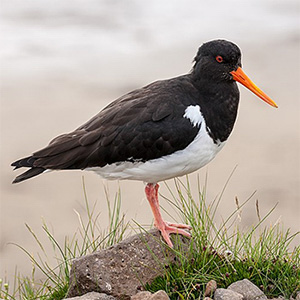 Eurasian Oystercatcher